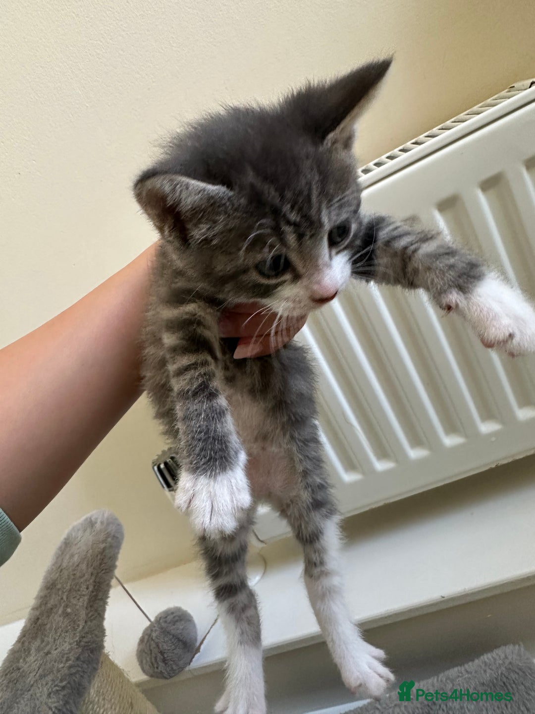 Mixed Breed cats for sale: Adorable kittens  - Image 4