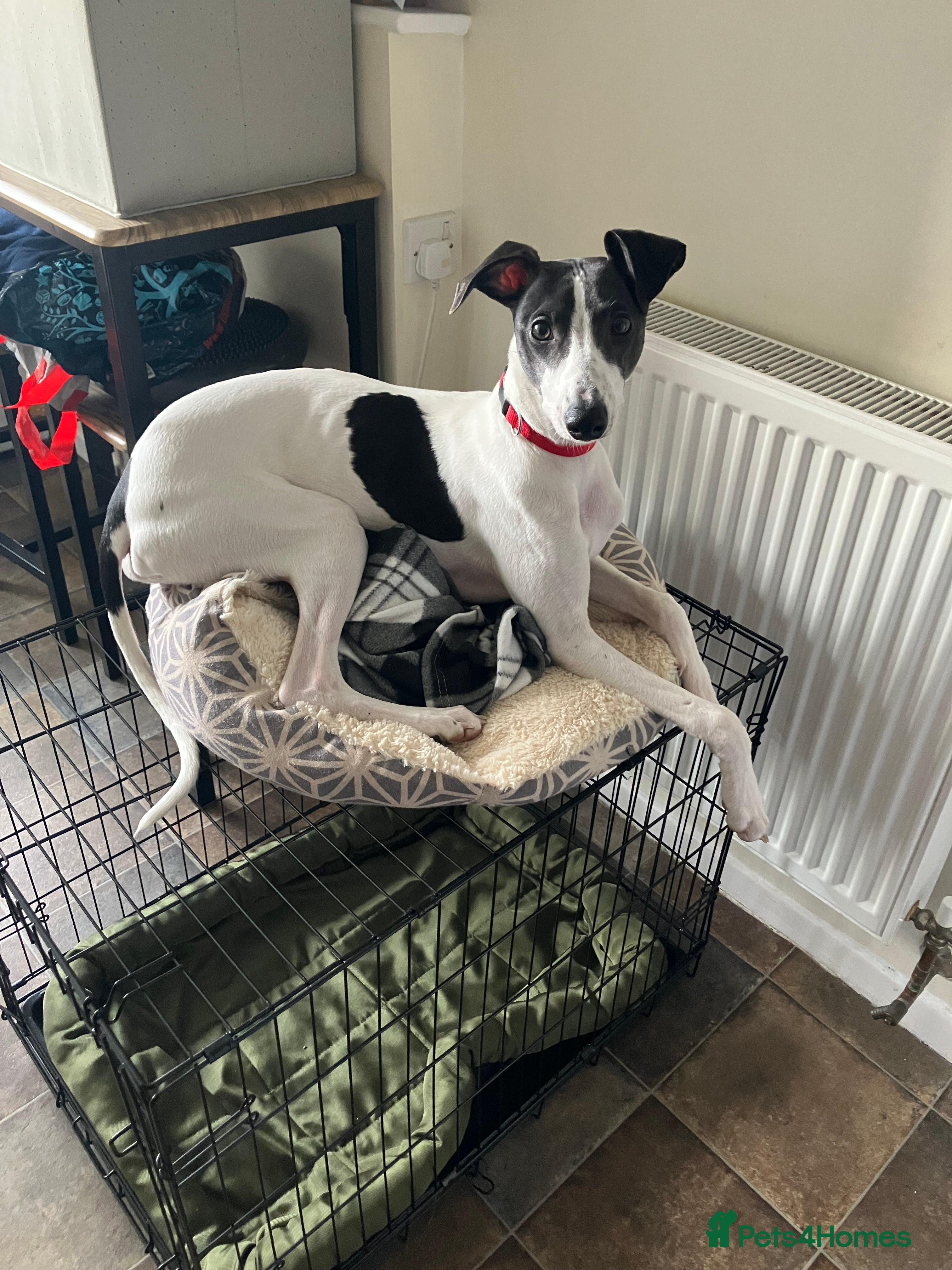 Whippet dogs Whippet puppy - 6 months old - Advert 4