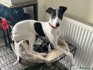 Whippet dogs Whippet puppy - 6 months old - Advert 4