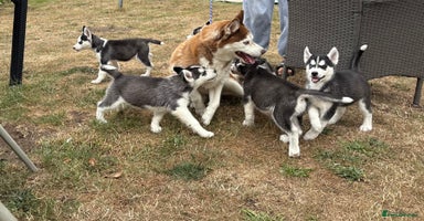 Siberian Husky dogs - Advert 2