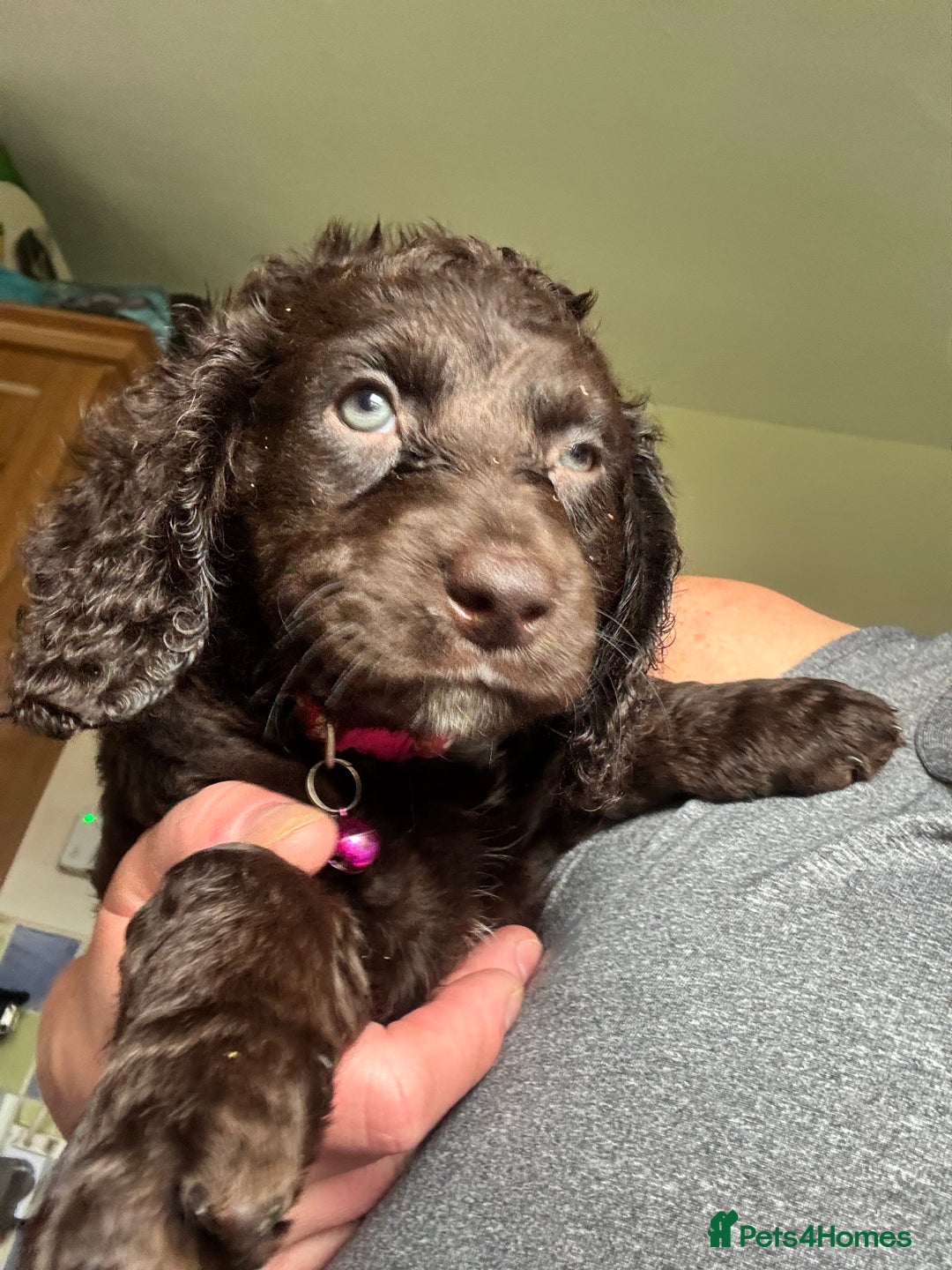 Cocker Spaniel dogs for sale: Cocker Spaniel pups. Ready 27/09/25 - Image 4