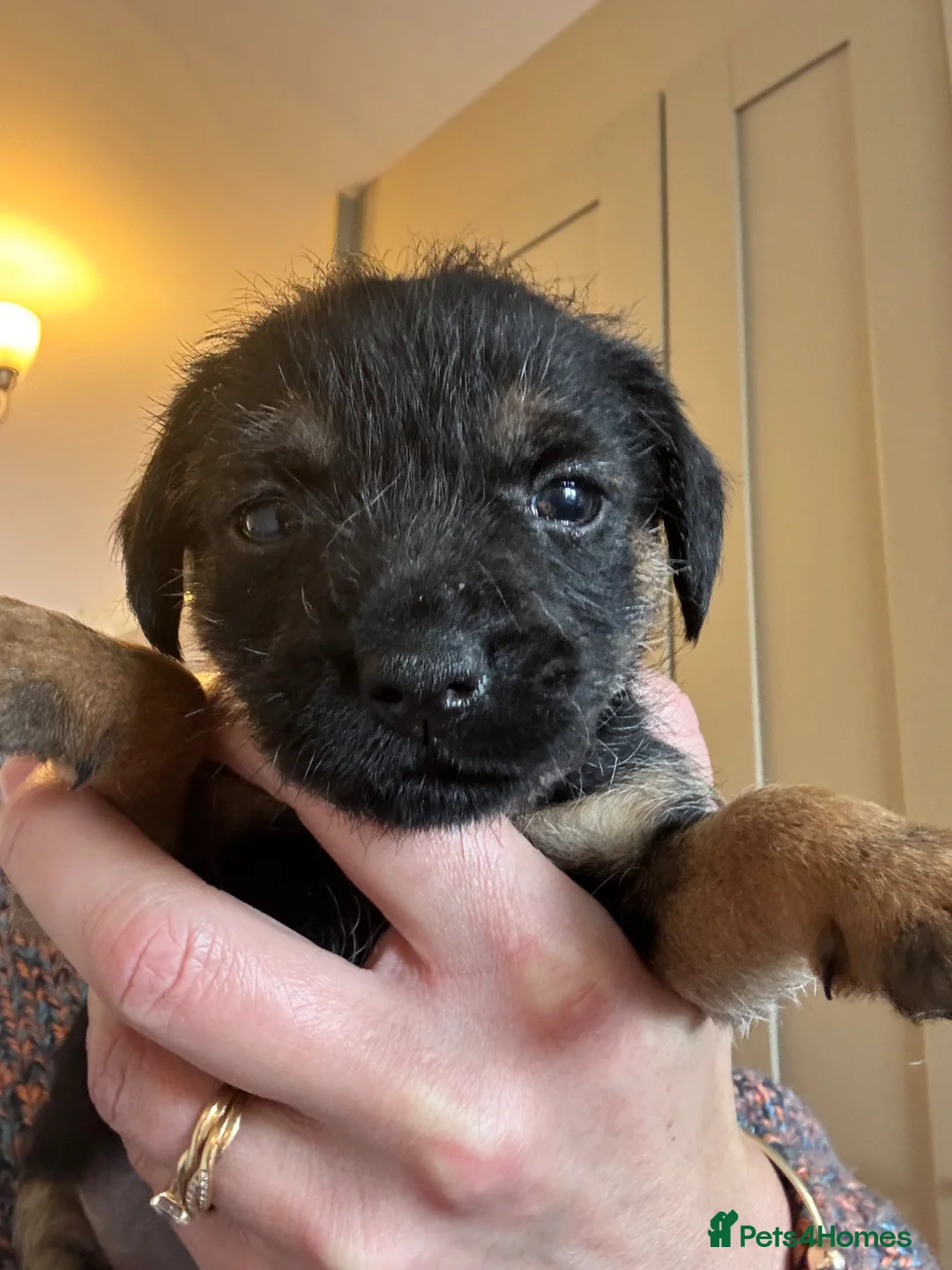 Border Terrier dogs for sale: KC Border Terrier Pups - Advert 2