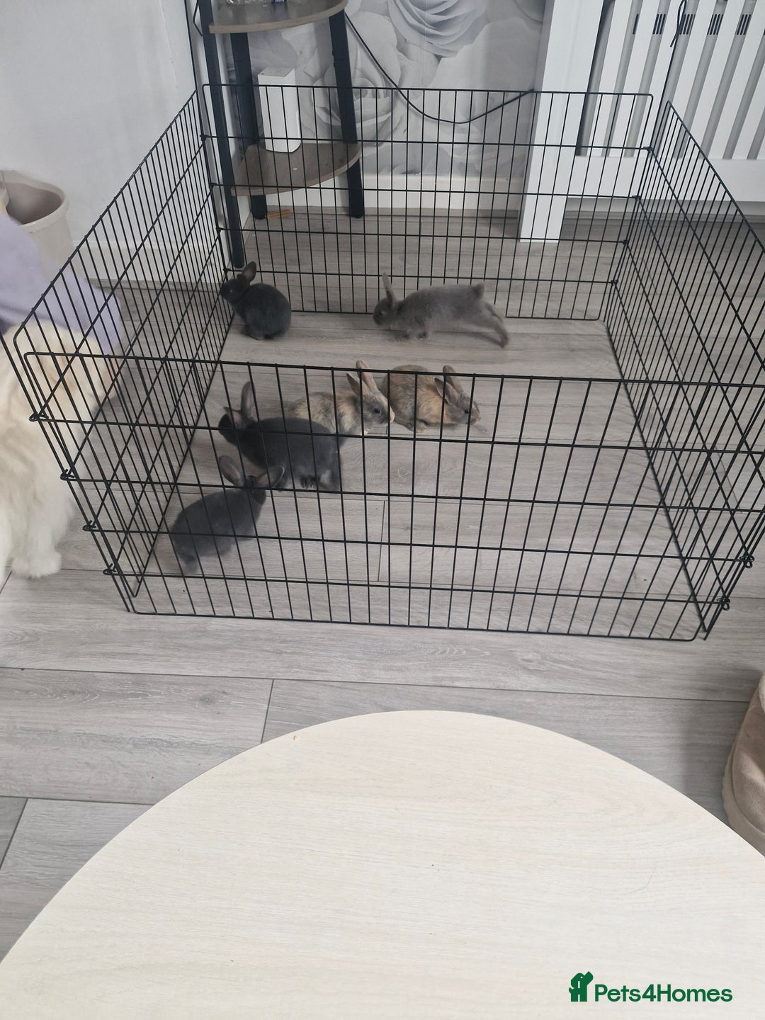 English rabbits for sale: Baby rabbits - Image 3