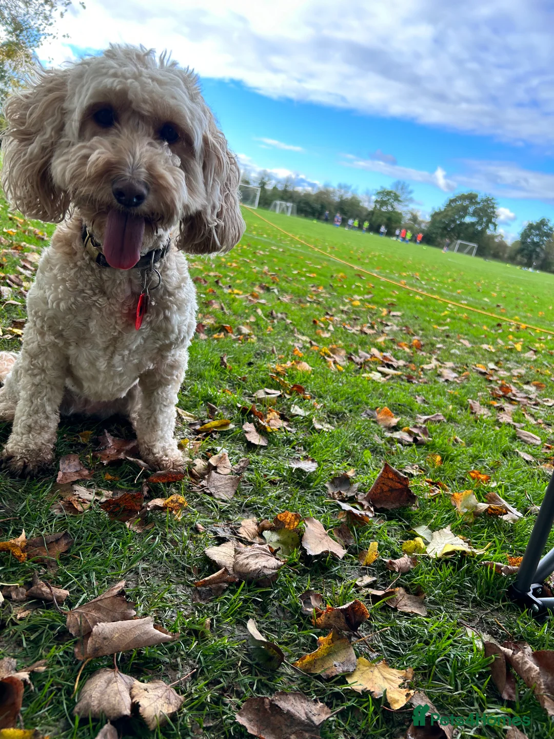 Cockapoo dogs for sale: 8year old cockapoo looking for loving home  - Advert 8