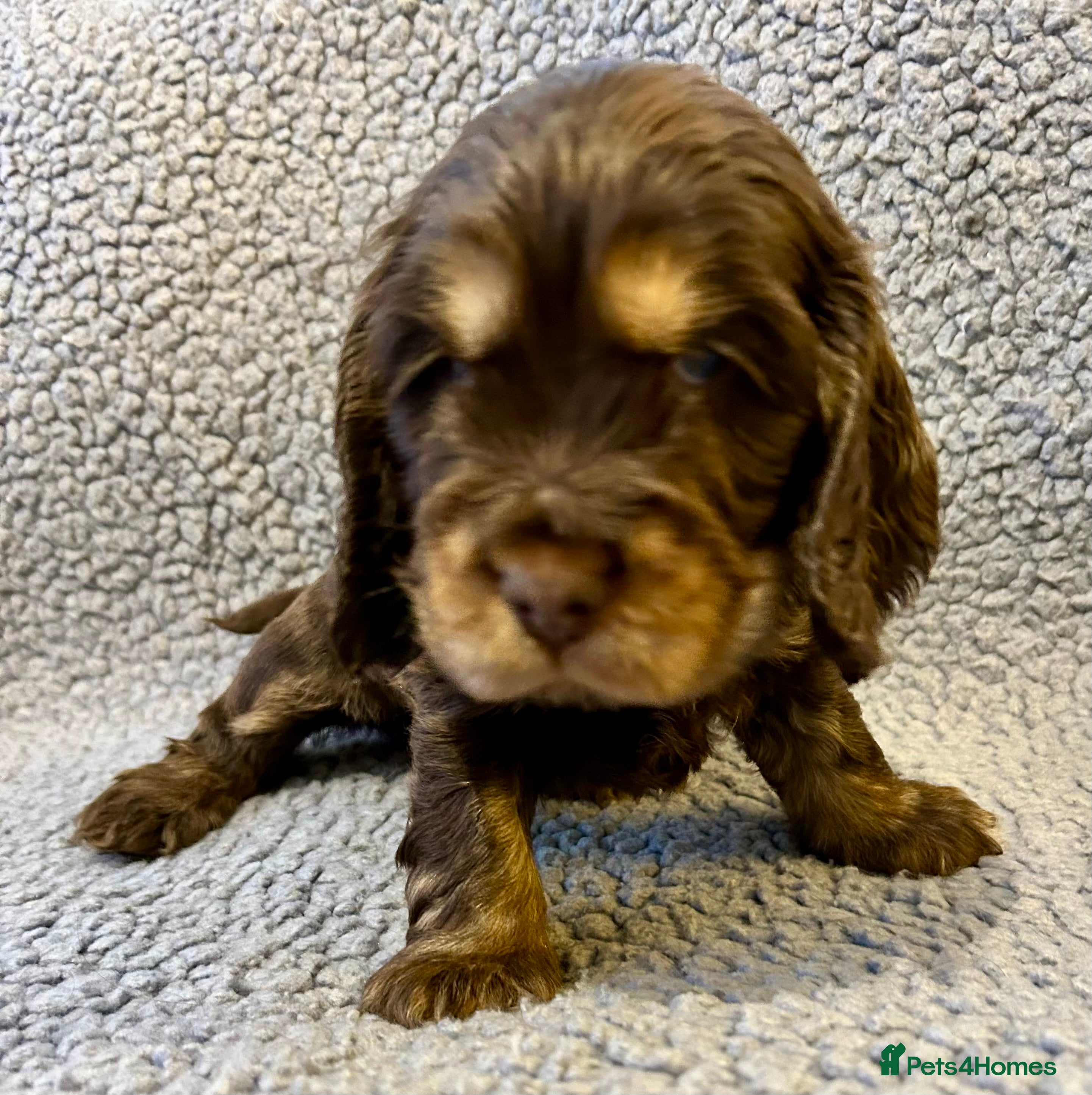 Cocker Spaniel dogs Beautiful KC English Show Cocker pups. - Advert 2