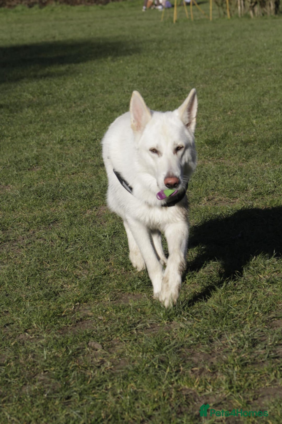 German Shepherd dogs for sale: White german sheperd  - Image 6