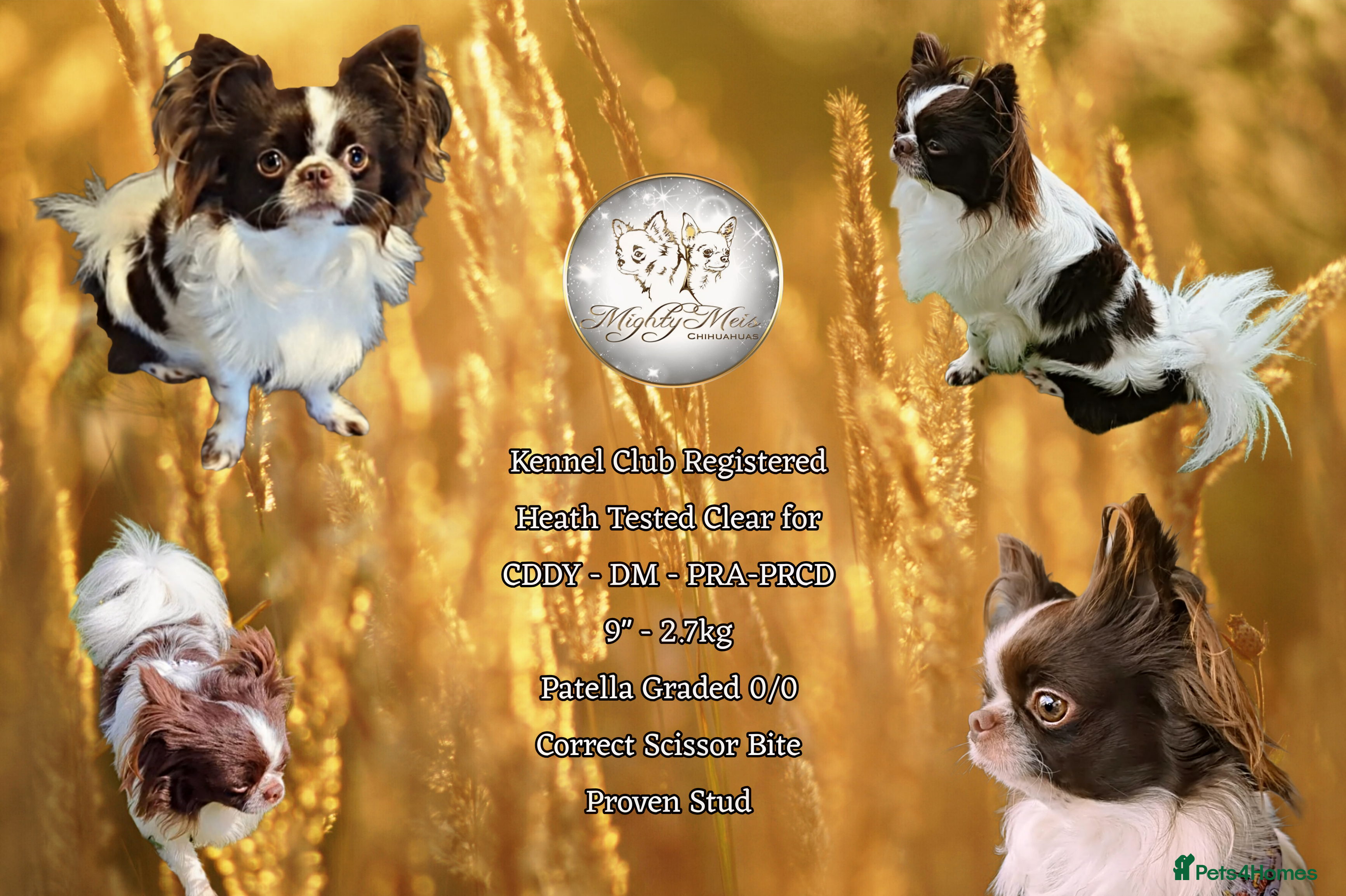 Chihuahua dogs Russian import - Heath Tested- Proven Stud - Advert 8