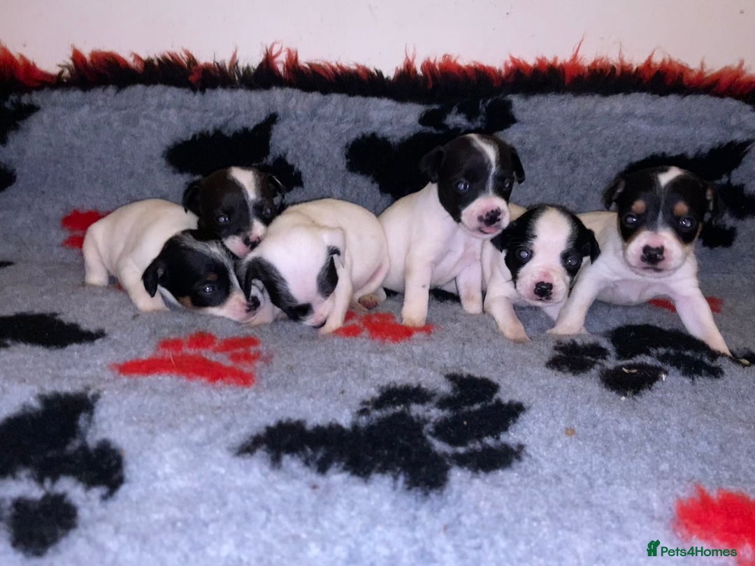 Jack Russell dogs for sale: Jack Russell puppies *SHORT LEGGED* - Advert 12
