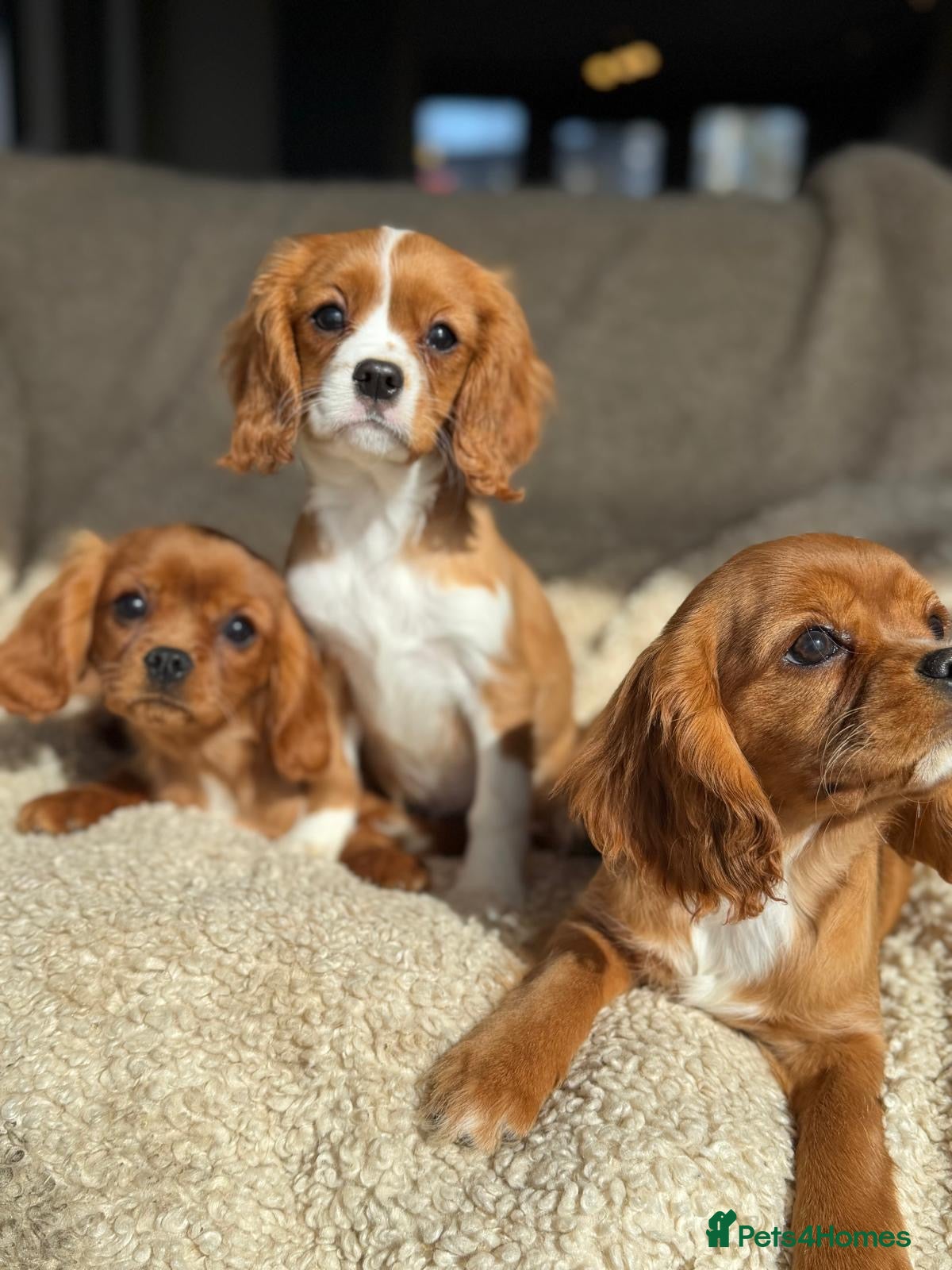 Cavalier King Charles Spaniel dogs Cavaliers  - Advert 1