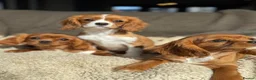 Cavalier King Charles Spaniel dogs for sale: Cavaliers  - Advert 1