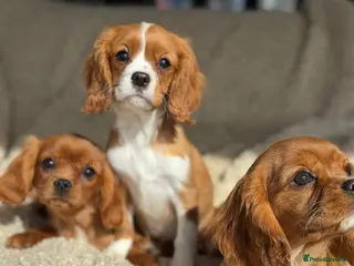 Cavalier King Charles Spaniel dogs Cavaliers - Advert 1