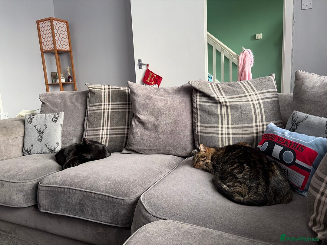 Mixed Breed cats for sale: Shadow  - Advert 4