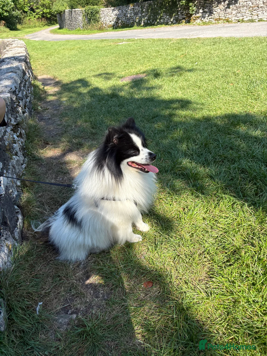 German Spitz dogs for stud: German spitz stud - Advert 13