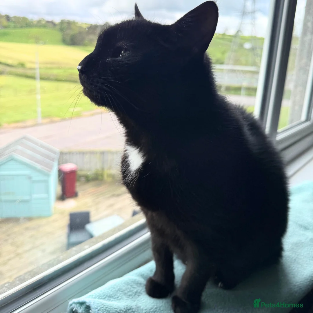 Bengal cats for adoption: Playful Sister Kitties - Advert 6