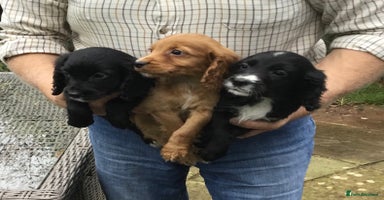 Cocker Spaniel dogs - Advert 1