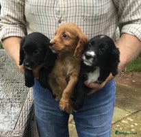 Cocker Spaniel dogs - Advert 1