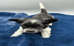 Yorkshire Terrier dogs for sale:  New Litter of Exotic Colourful Yorkshire Terriers - Image 14