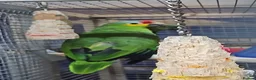 Parrots birds for sale: PARROTS/AMAZONS/PARAKEETS  - Advert 10