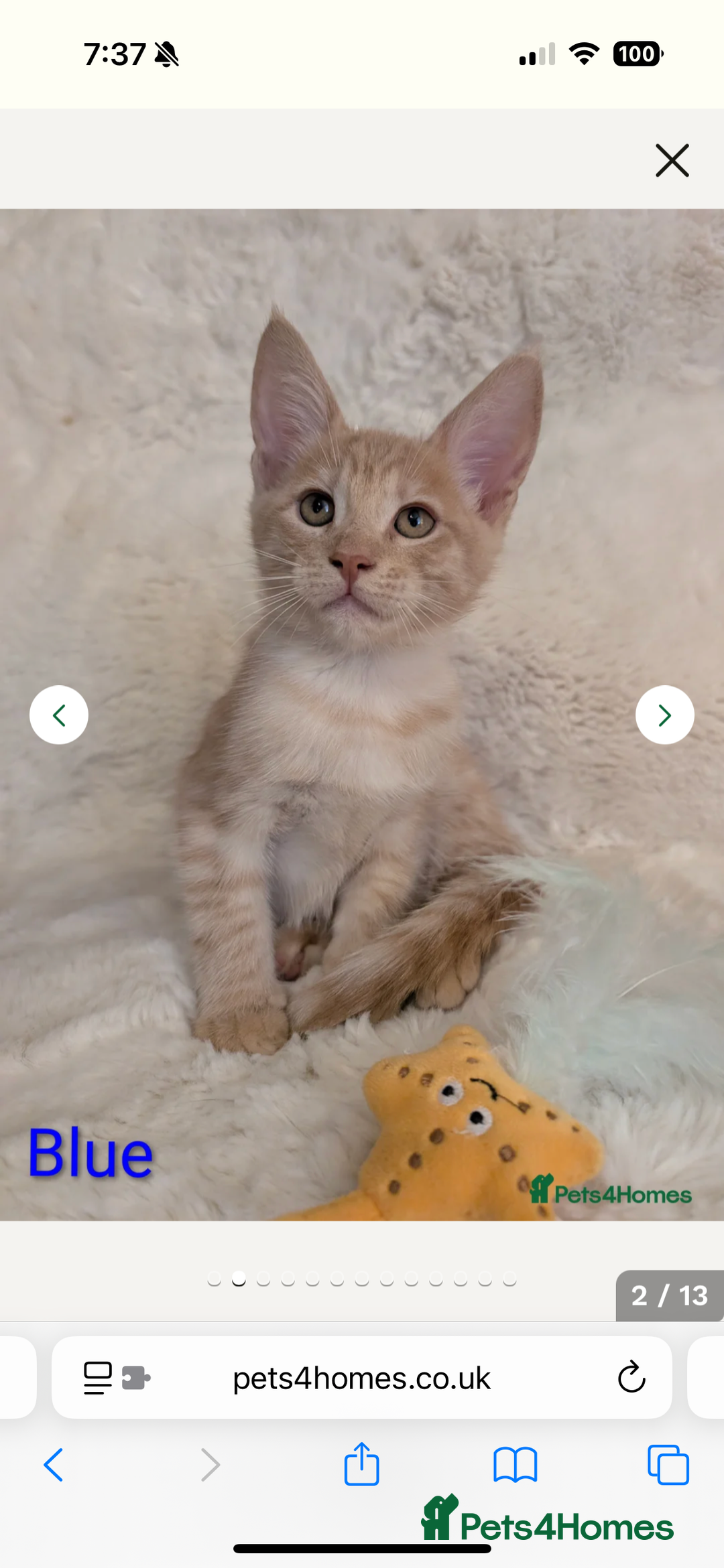 Mixed Breed cats for sale: Maine coon x boy  - Advert 3