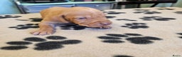 Mixed Breed dogs for sale: Hungarian vizsla pups top quality pups  - Advert 9