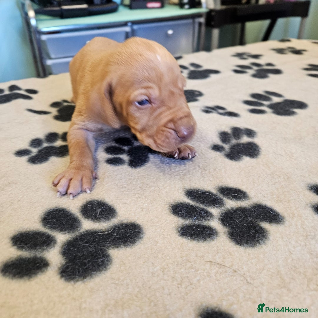 Hungarian Vizsla dogs for sale: Hungarian vizsla pups top quality pups  - Image 9
