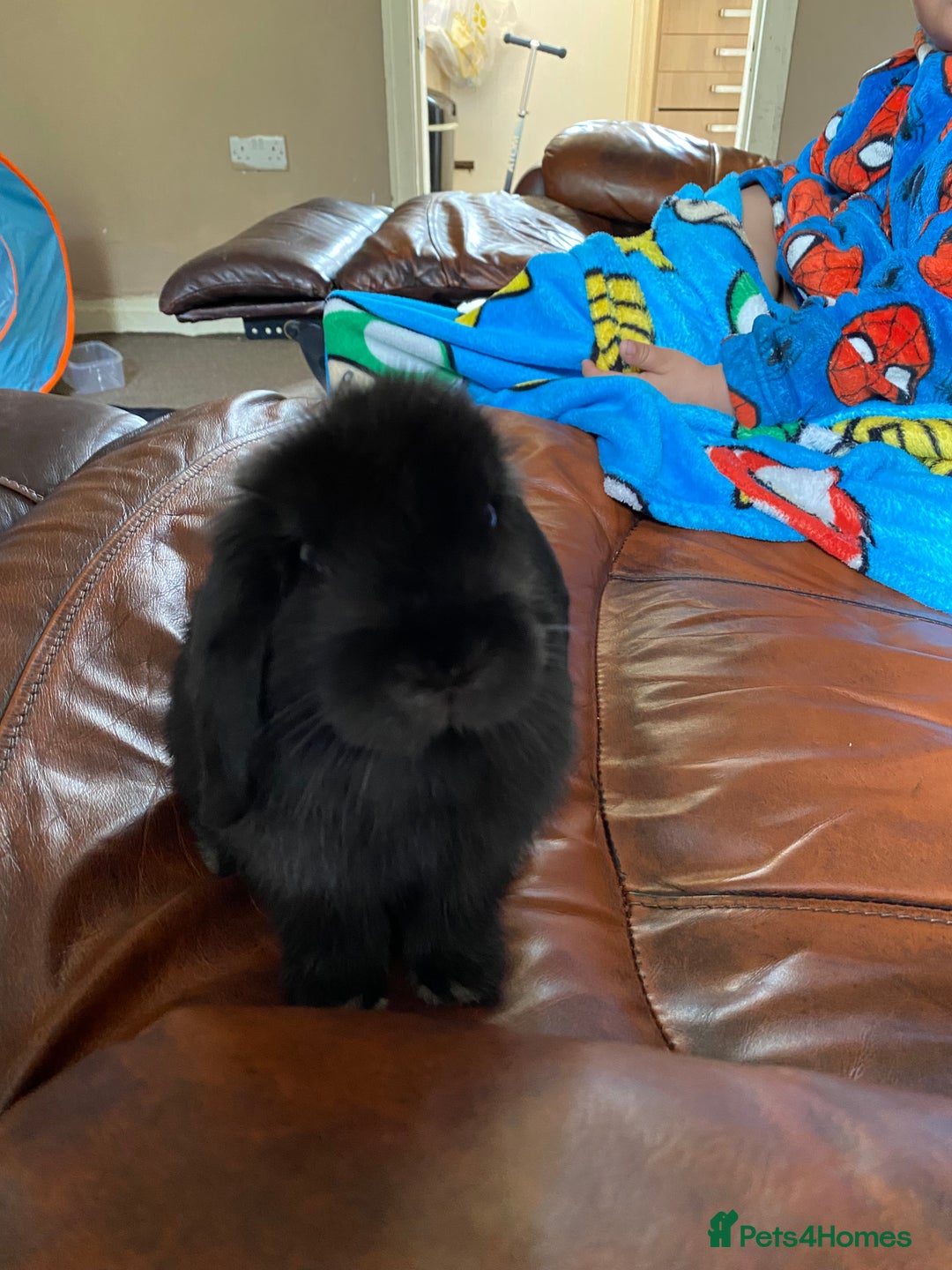 Mini Lop rabbits for sale: Mini lop - Image 2