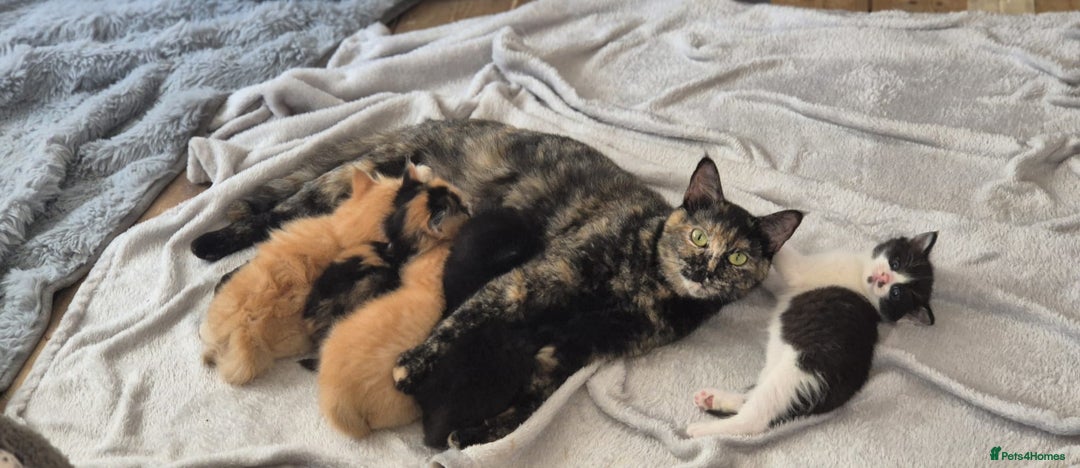 Mixed Breed cats for sale: 2 kittens available  - Image 5
