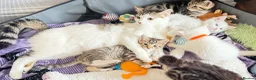 Mixed Breed cats for sale: Adorable Kittens 🐾 - Advert 8