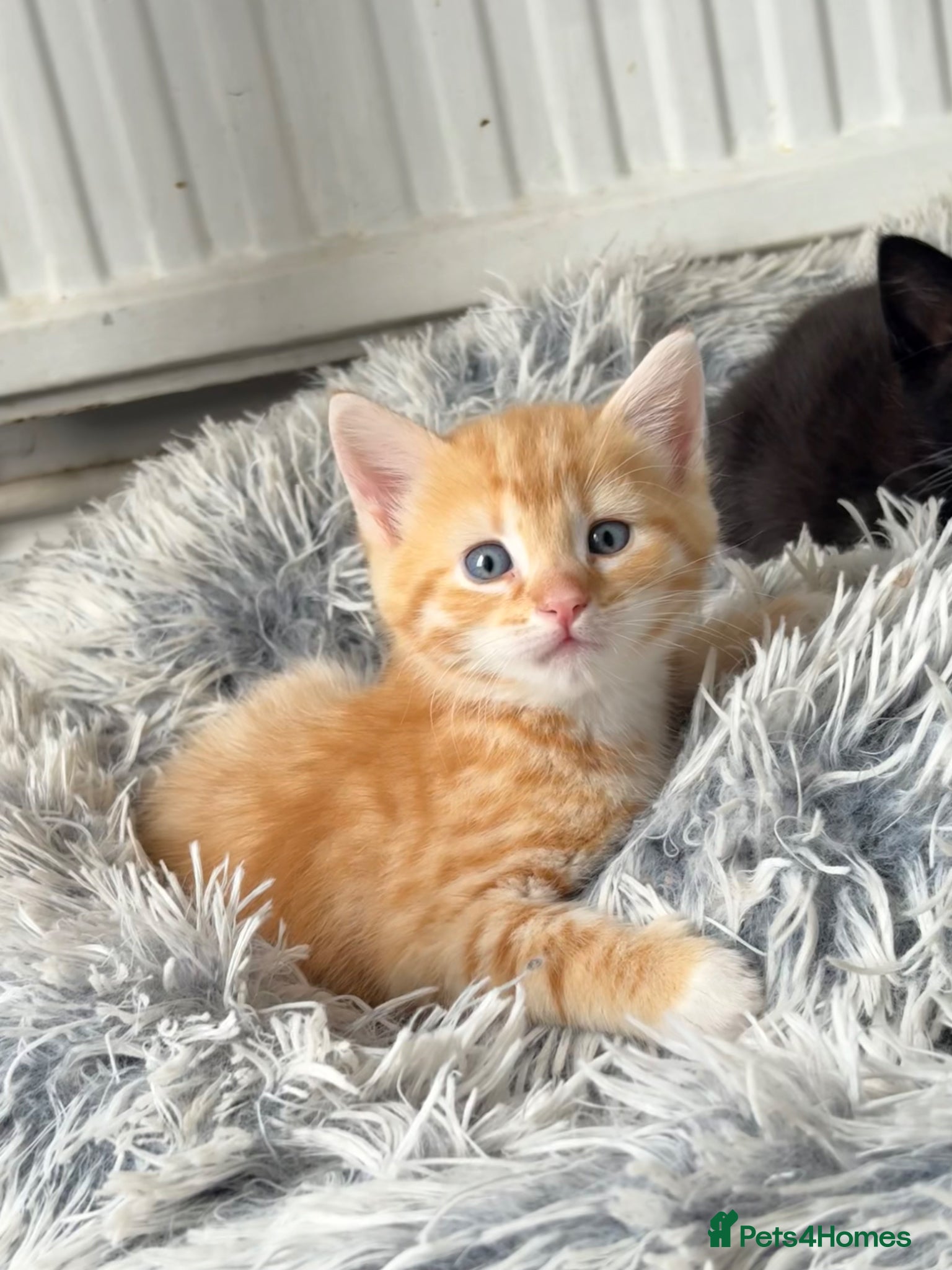 Mixed Breed cats Mixed Maine Coon fur babies ready to leave now  - Advert 13