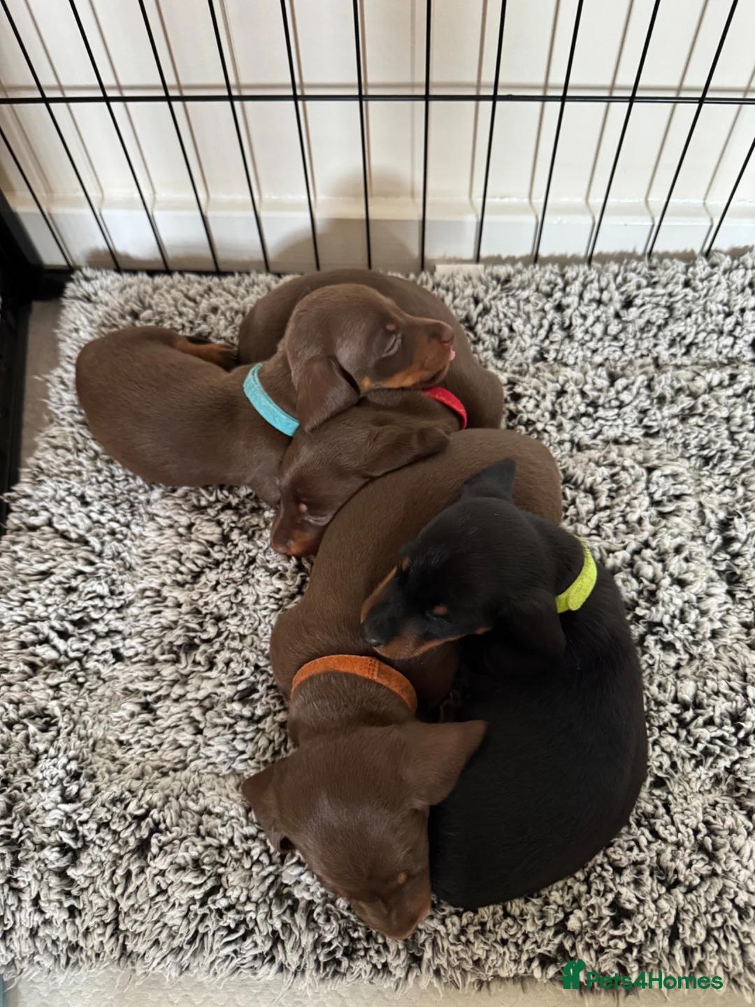 Miniature Dachshund dogs for sale: Beautiful Miniature Dachshund Puppies - Advert 1