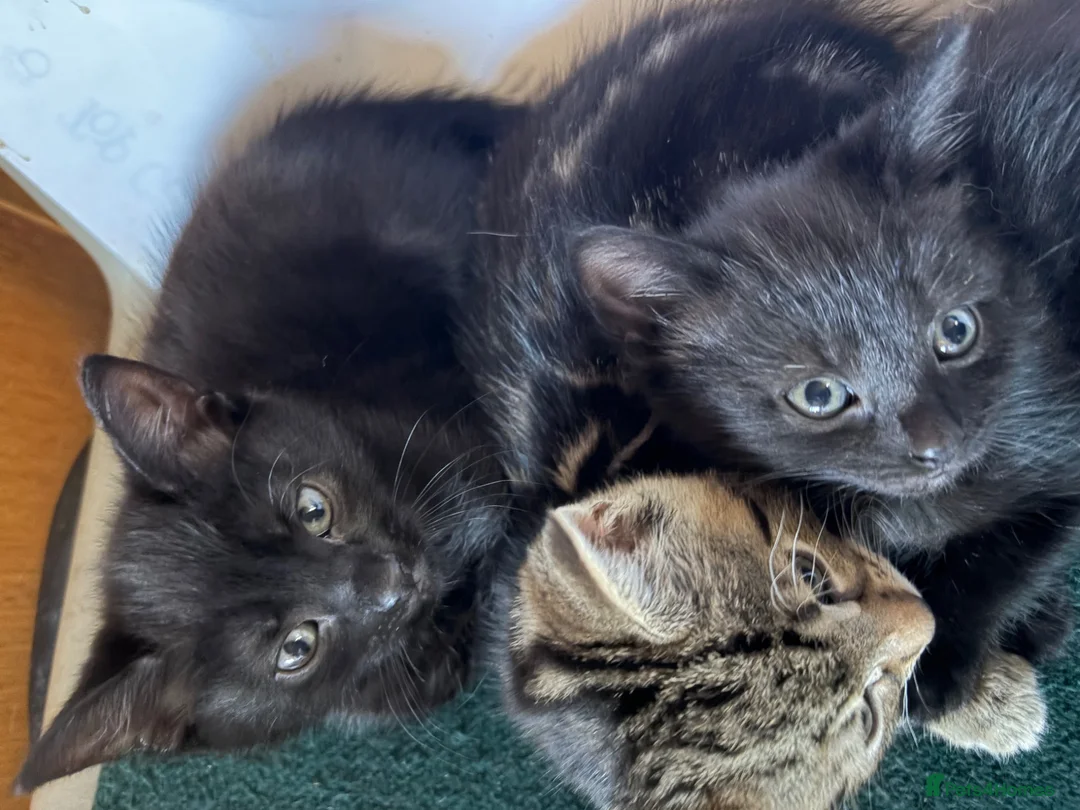 Arctic Curl cats for sale: 4 kitten litter  - Advert 3