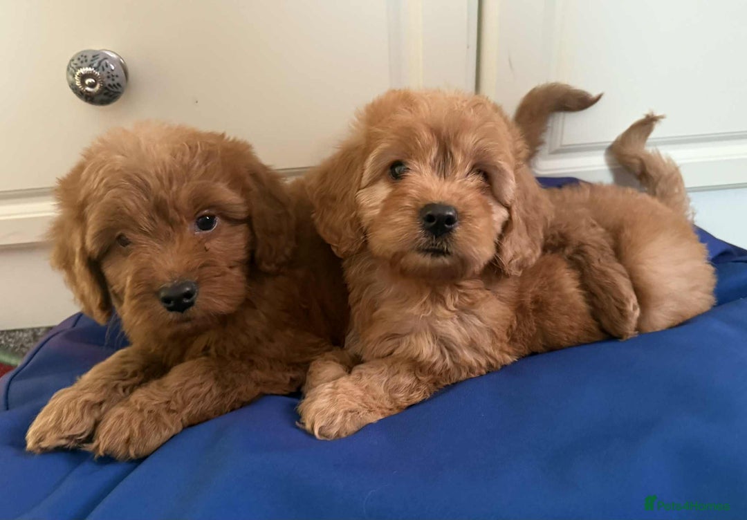 Cockapoo dogs for sale: Ready to beautiful cockapoo puppies  - Advert 3