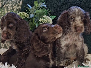 Cocker Spaniel dogs Exceptional Pedigree Show Type English Cockers - Advert 2