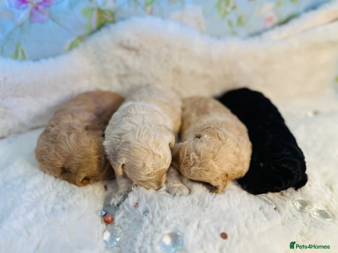 Toy Poodle dogs for sale: 🐩 extensively health tested Kc Toy poodle Puppies - Advert 2
