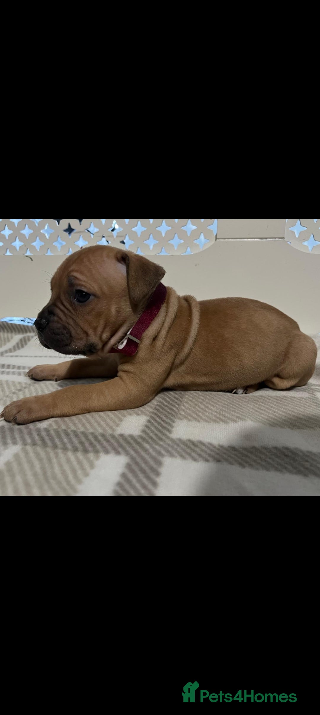 American Bulldog dogs for sale: American bulldogs puppies  - Advert 8