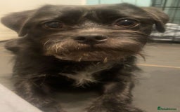 Mixed Breed dogs for sale: Brother and sister MUST stay together  - Image 3