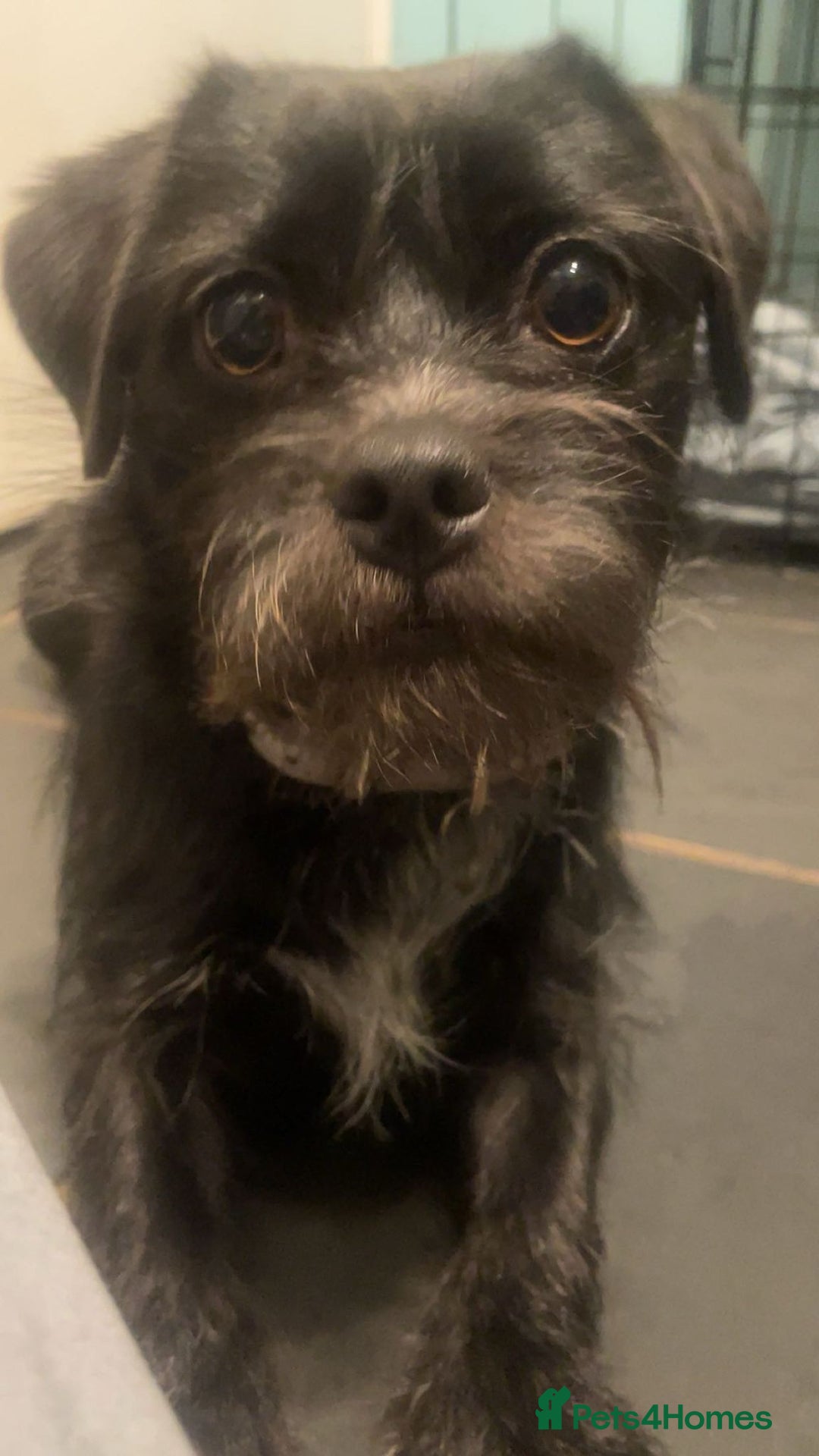 Mixed Breed dogs for sale: Brother and sister MUST stay together  - Image 3
