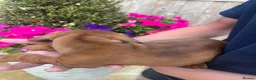 Dachshund dogs for sale: 3 miniature dachshund puppy’s 🐶 - Advert 10