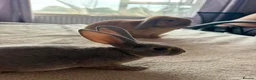 Mini Lop rabbits for sale: Bonnie  - Advert 3