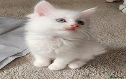 Ragdoll cats for sale: Beautiful Ragdoll Kittens  - Image 3