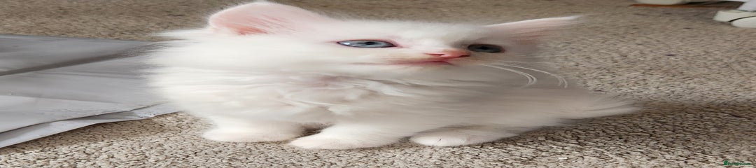 Ragdoll Kitten 4