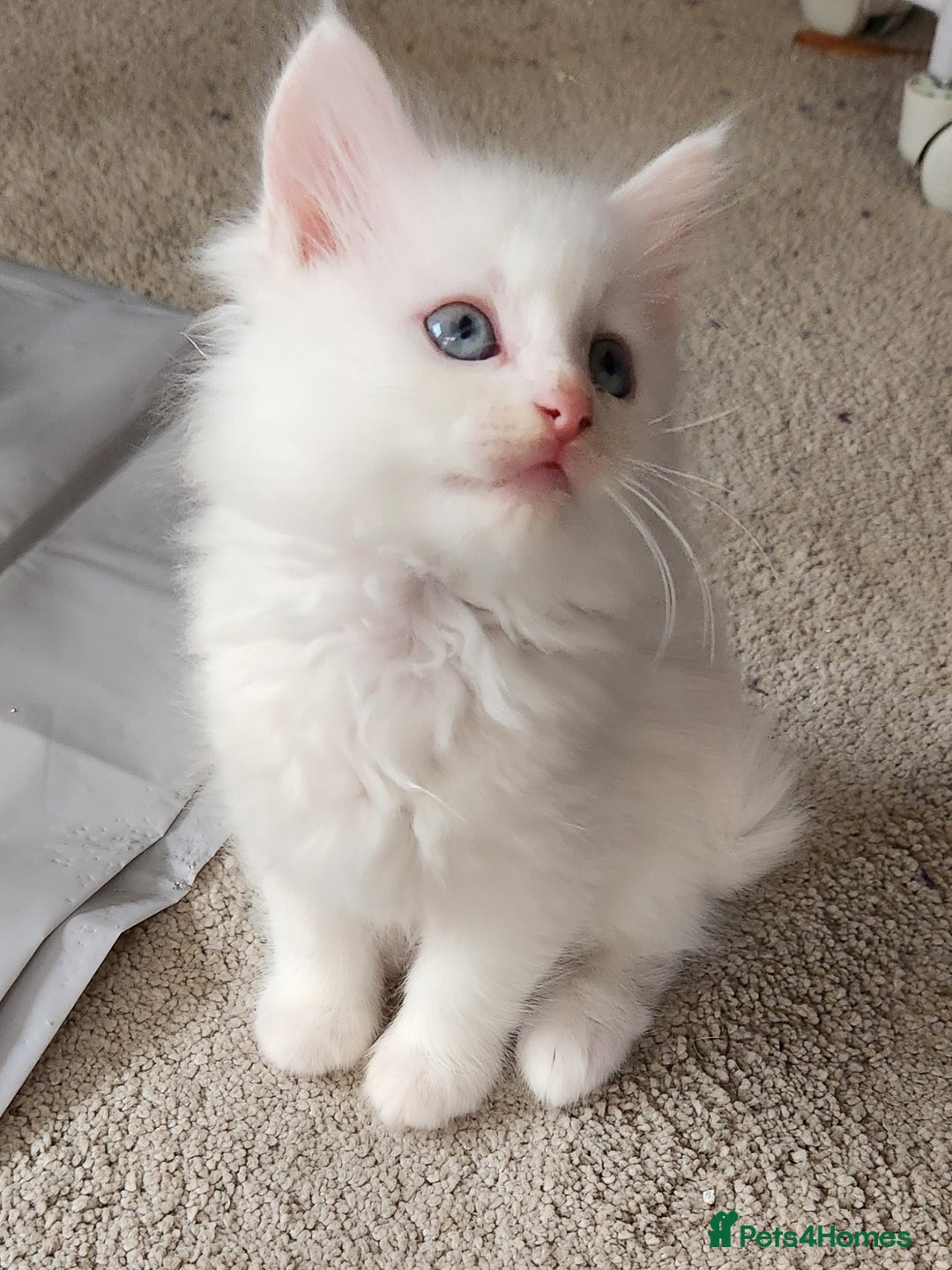 Ragdoll cats for sale: Beautiful Ragdoll Kittens  - Image 3