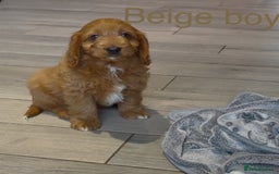 Cavapoo dogs for sale: Stunning Cavapoo puppies - Image 6