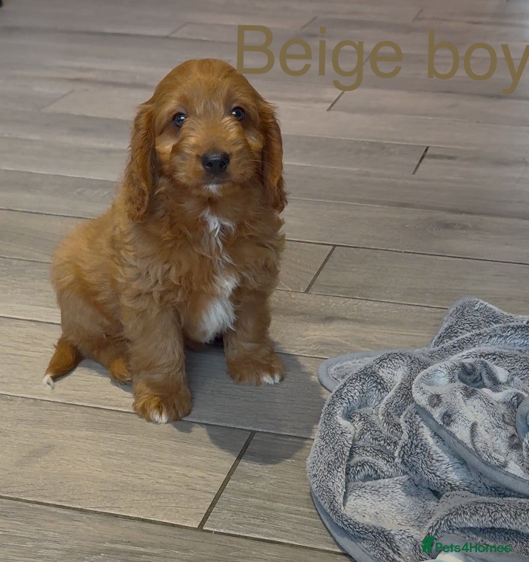 Cavapoo dogs for sale: Stunning Cavapoo puppies - Image 6