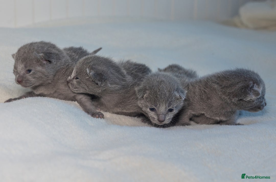 Russian Blue cats for sale: ✨ Exceptional TICA  Russian Blue Kittens Available - Advert 2