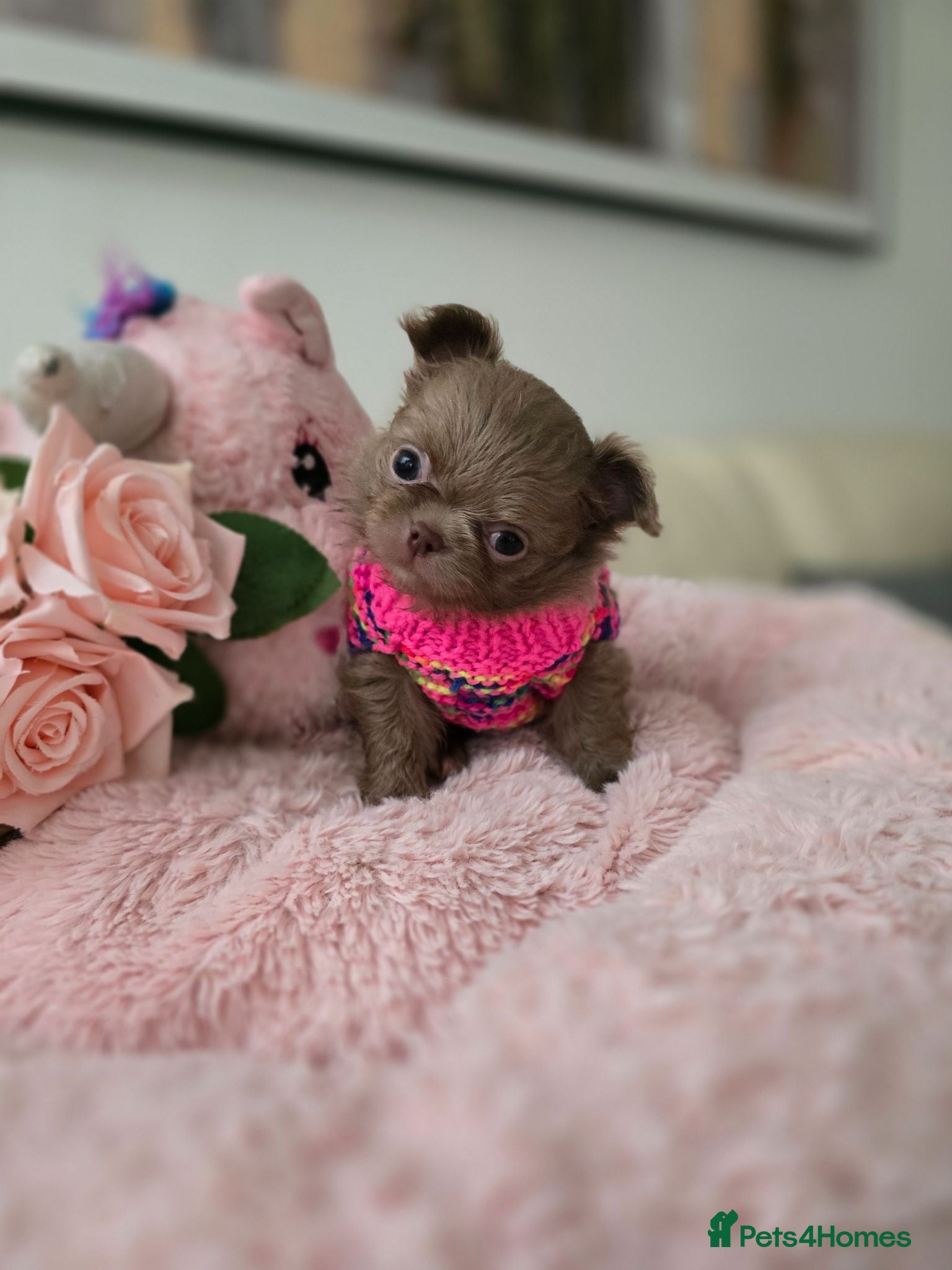Chihuahua dogs Xx stunning Quality Kc Lilac Puppies Xx - Advert 2