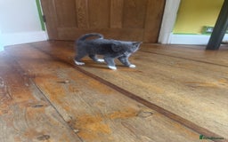 Mixed Breed cats for sale: Stunning litter of 4 - Image 4