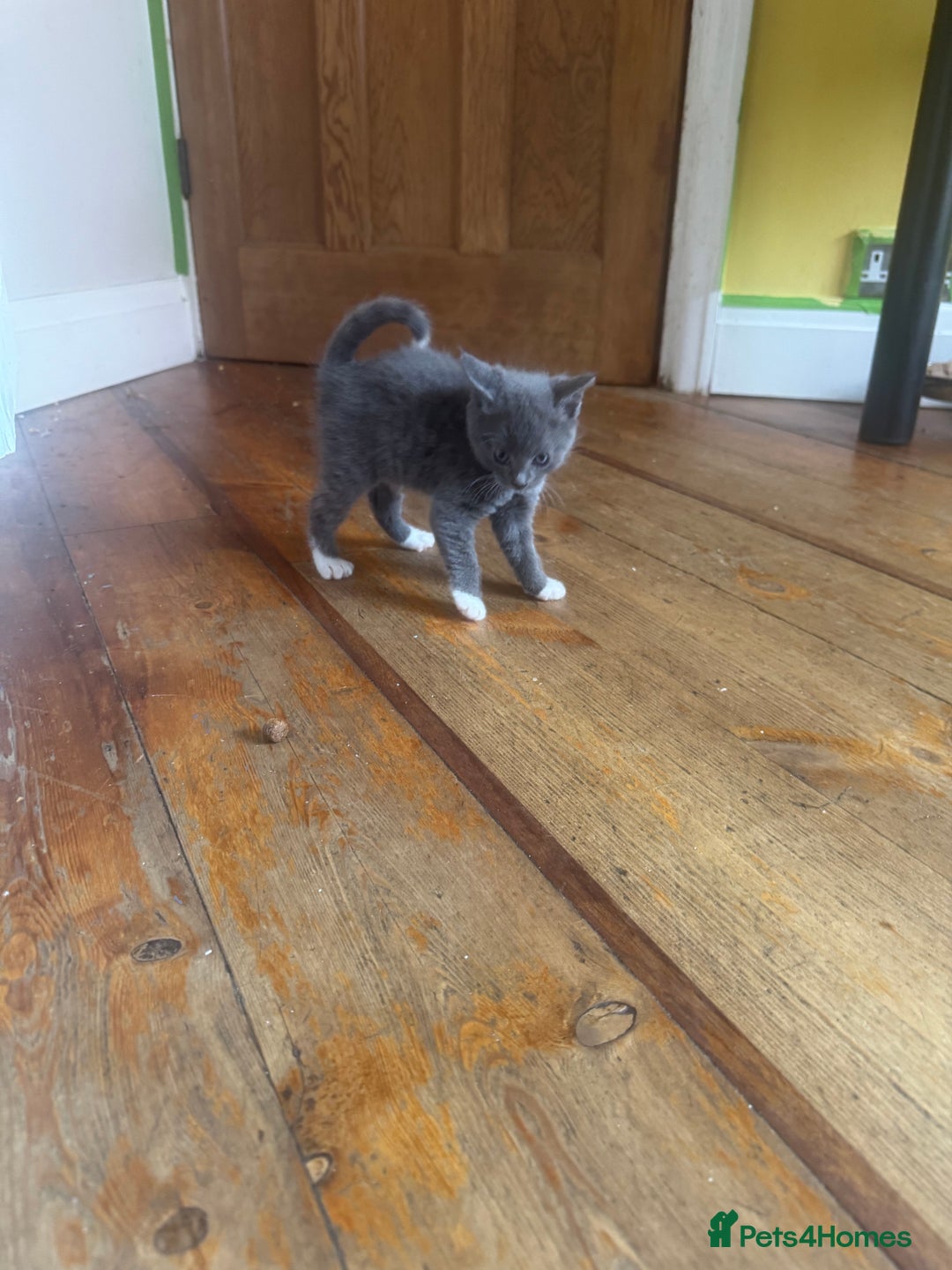 Mixed Breed cats for sale: Stunning litter of 4 - Image 4
