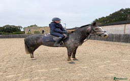 Connemara horses for sale: Smokey Todd - Safe, scopey and sensible - Image 7