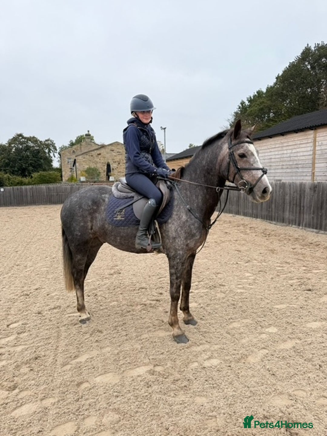 Connemara horses for sale: Smokey Todd - Safe, scopey and sensible - Image 7